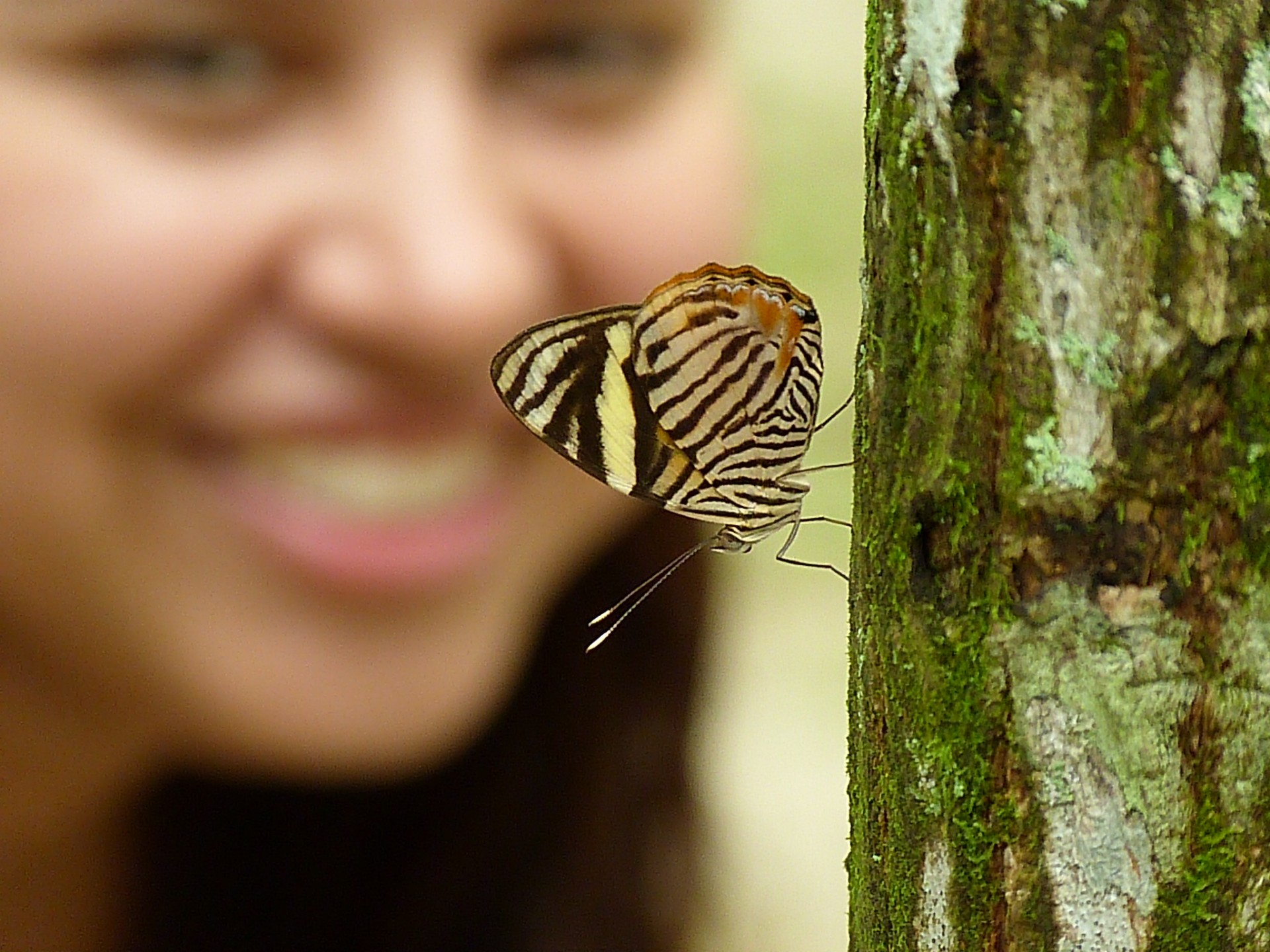 butterfly tree butterfly free photo