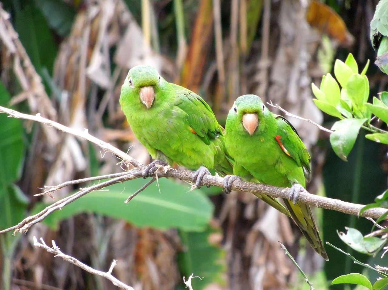 maritaca parrot laurel free photo