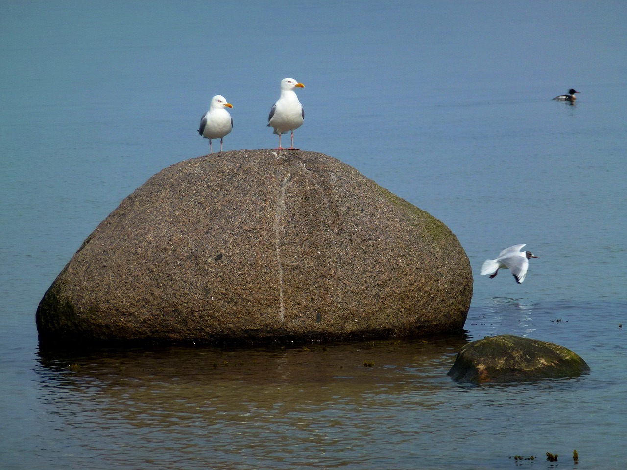 maritime gulls stone free photo