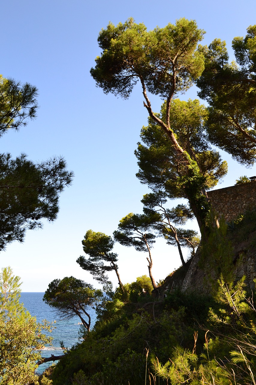 maritime pine pine sea free photo