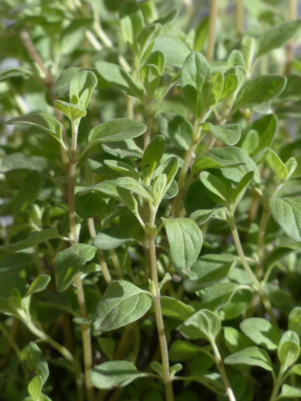 marjoram plant kitchen herb free photo