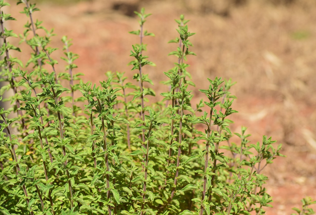 marjoram origanum majorana dost free photo