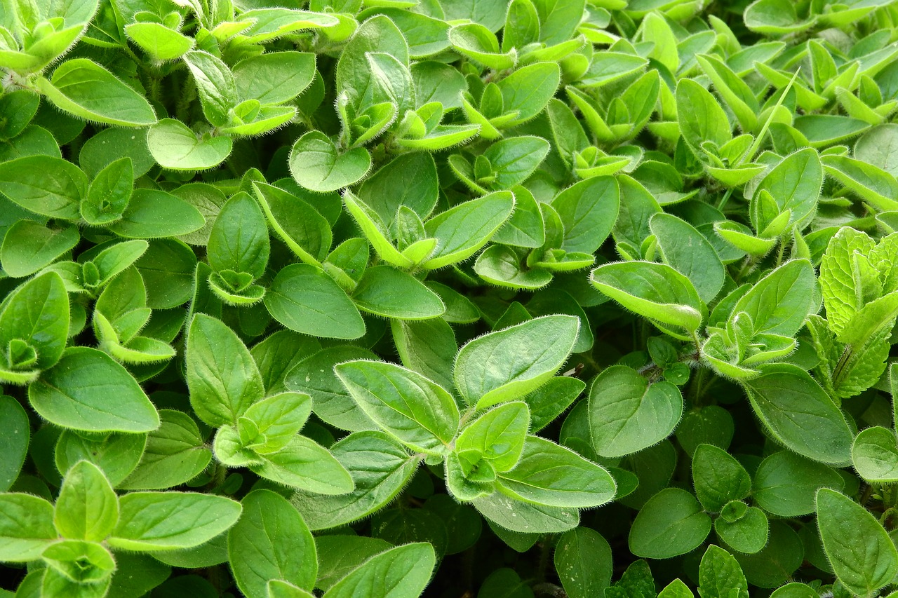 marjoram cooking herbs in the kitchen free photo