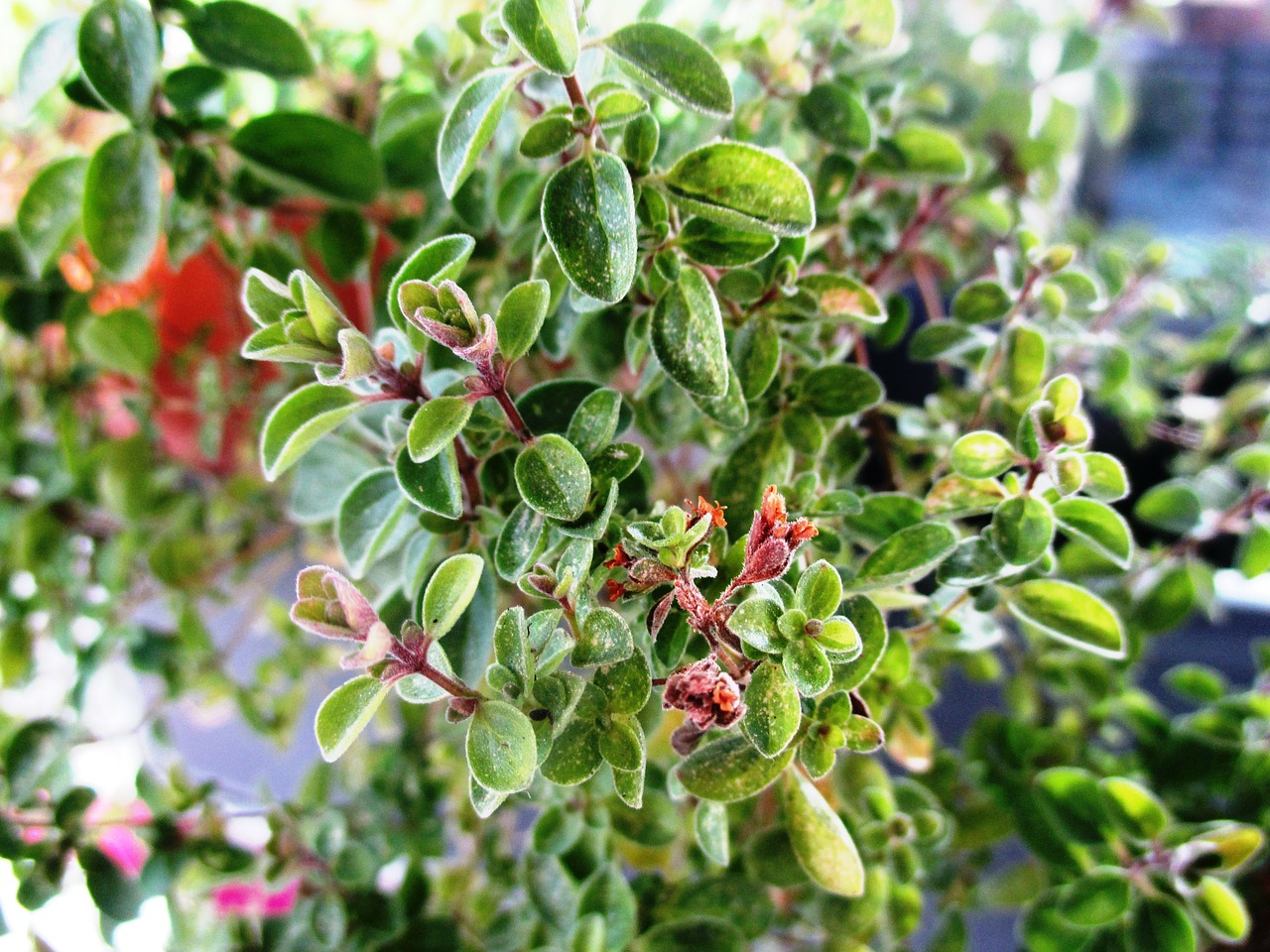 marjoram kitchen herb herb free photo