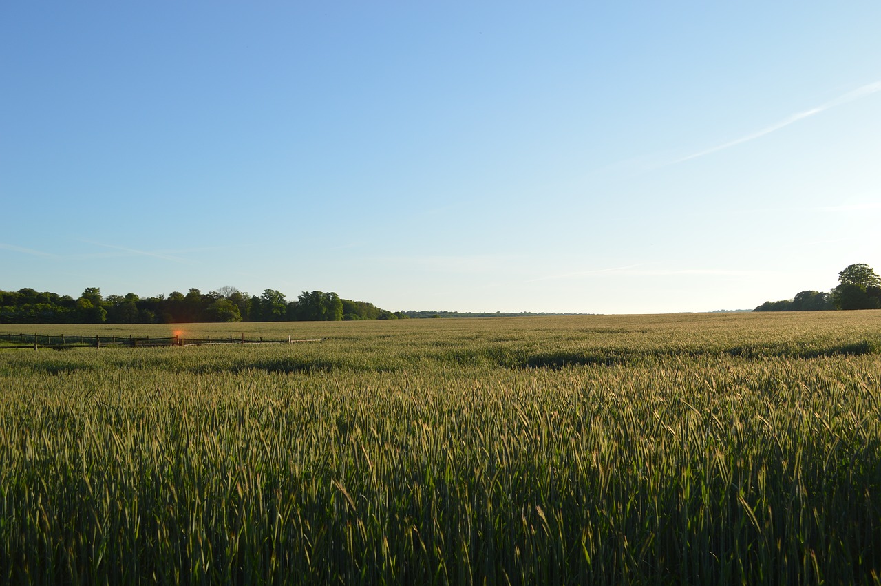 mark horizon wheat free photo