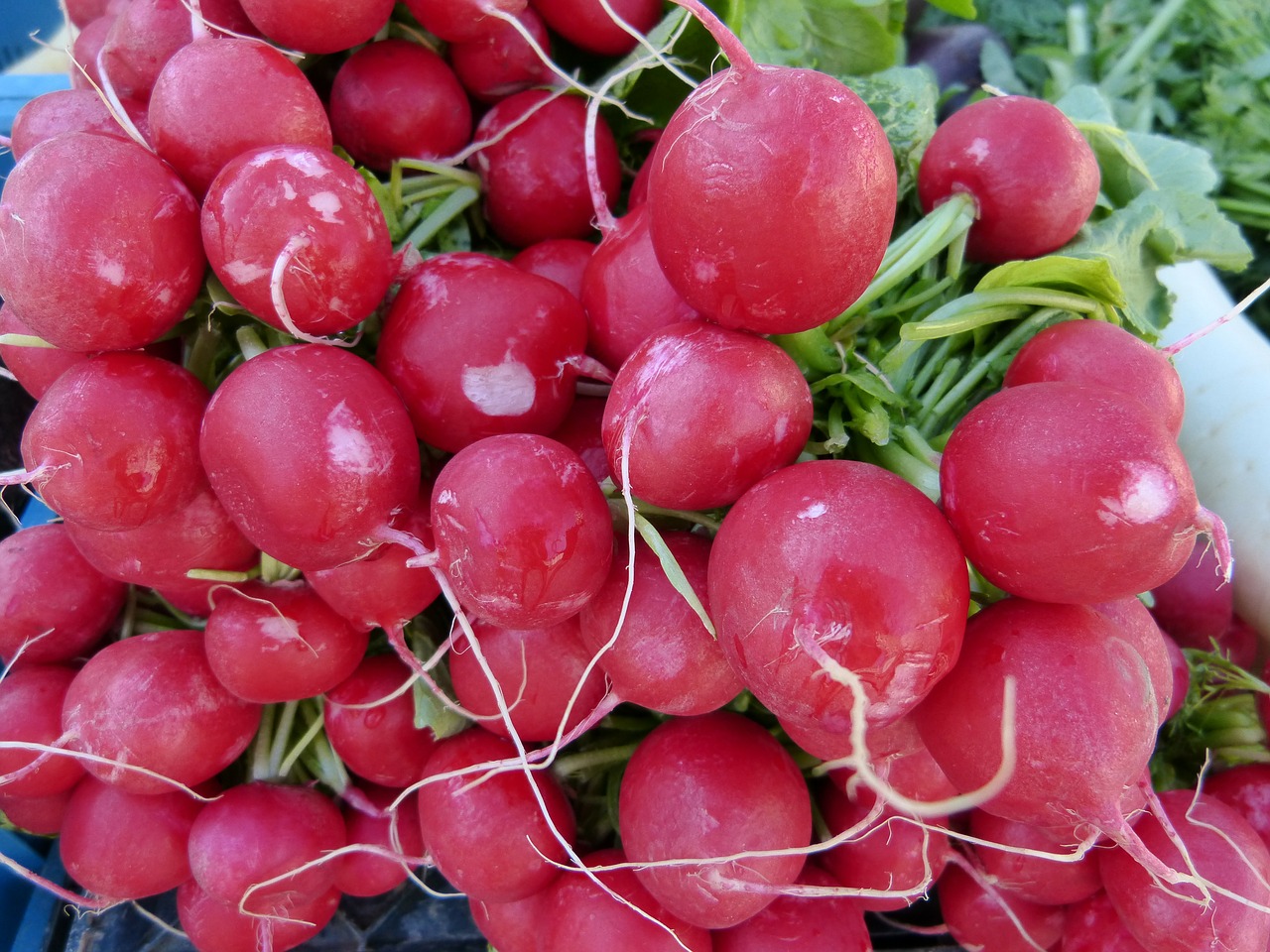 market radishes garden free photo