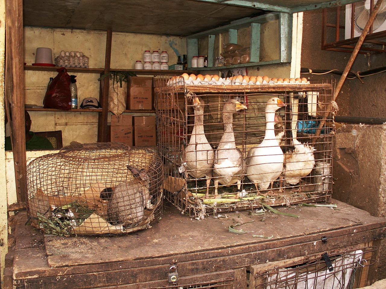 market stall hare geese free photo
