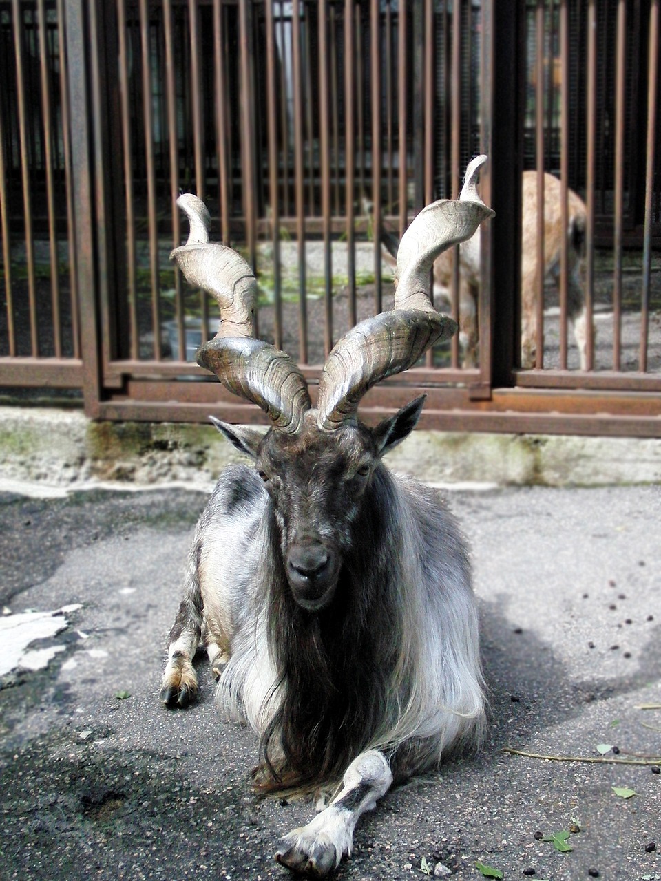 markhor capra falconeri goat free photo