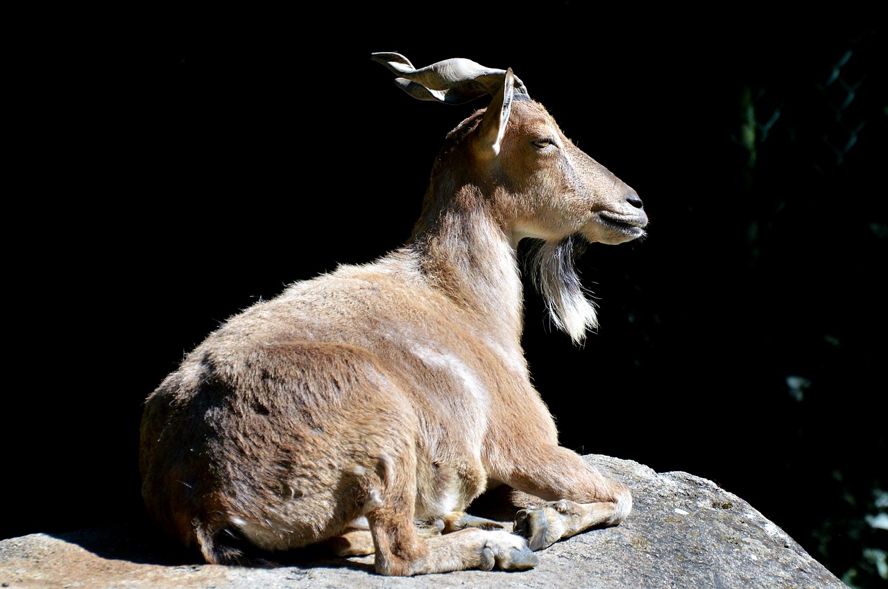 markhor screw a goat goat free photo