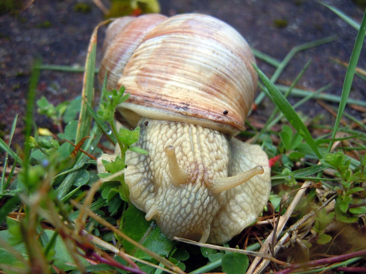 marko recording snail mollusk free photo