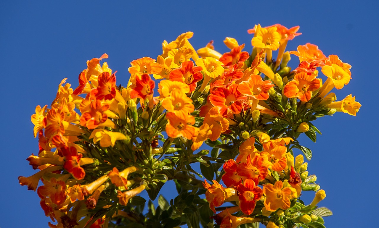 marmalade bush streptosolen jamesonii flowers free photo
