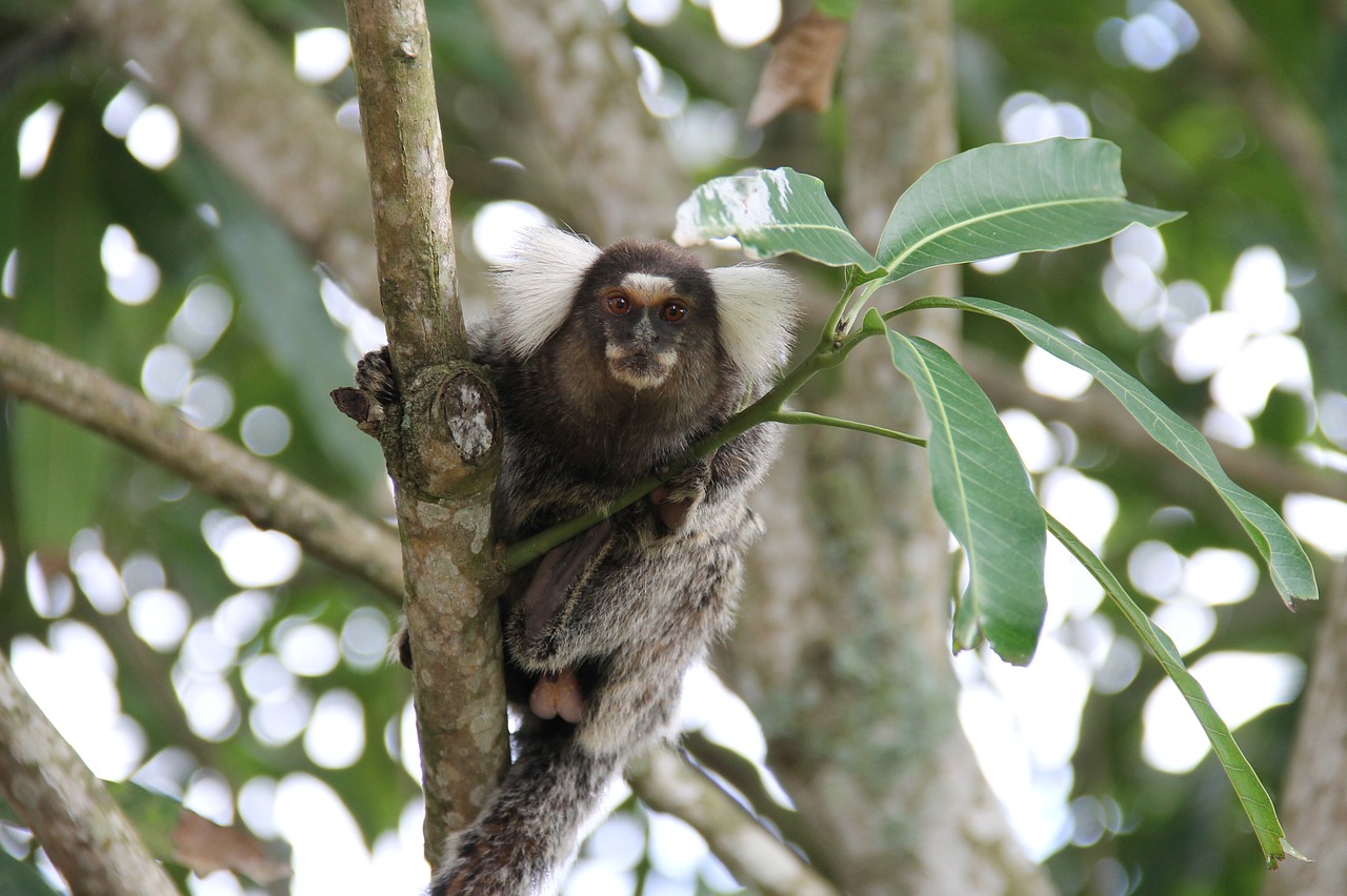 marmoset monkey primate free photo