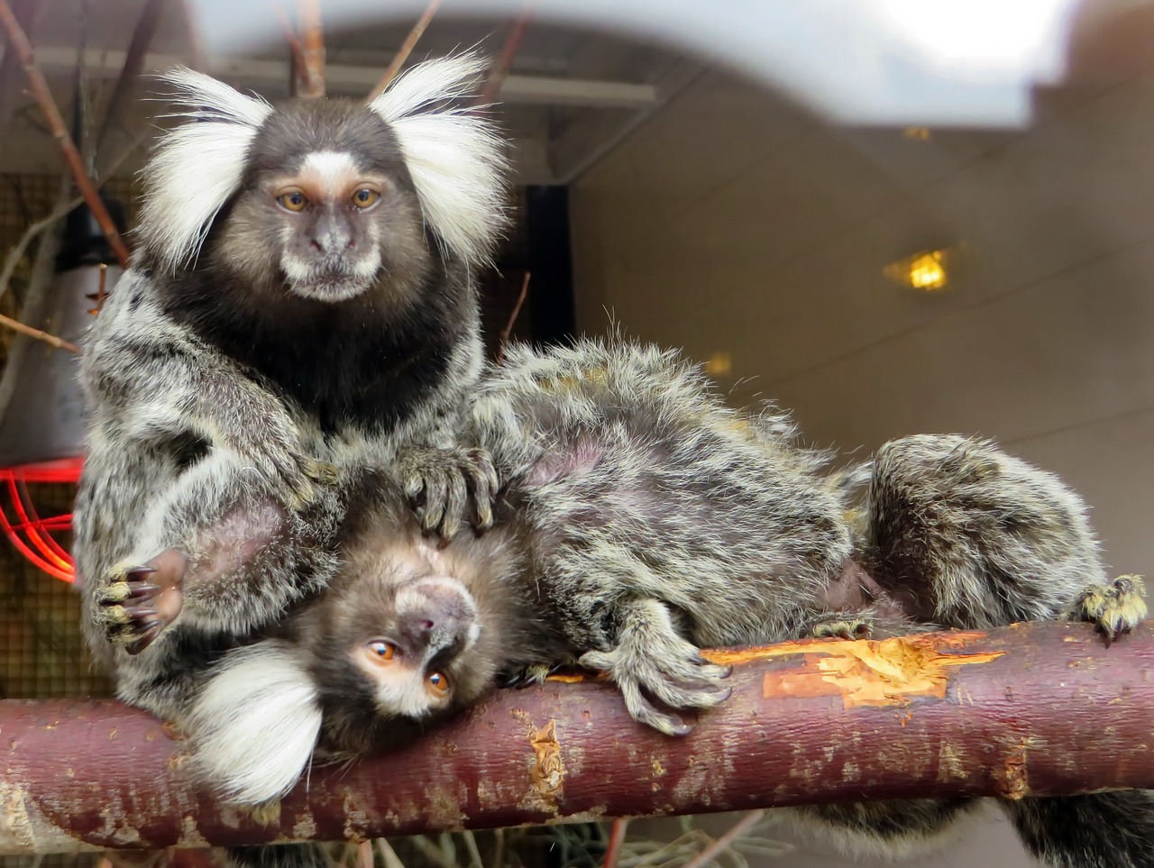 marmoset monkey callithrix free photo