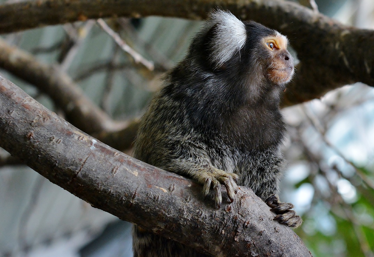 marmoset  primate  monkey free photo