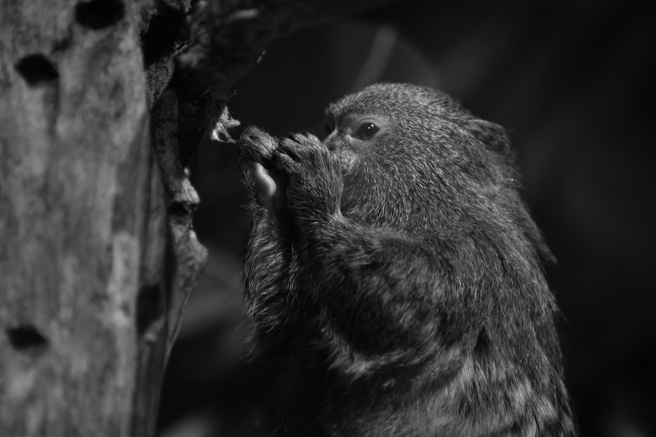 marmoset  animal  portrait free photo