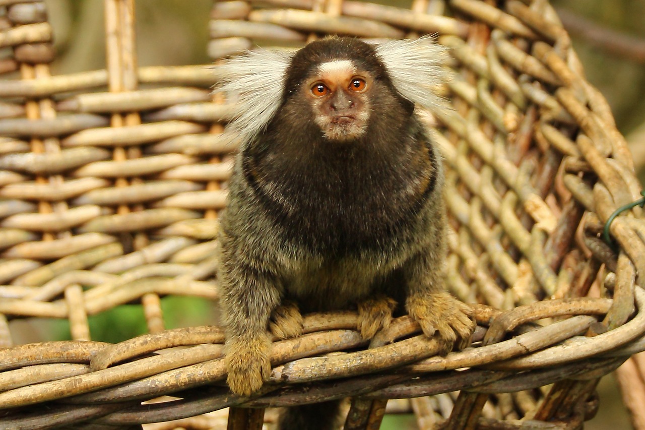 marmoset monkey animal free photo