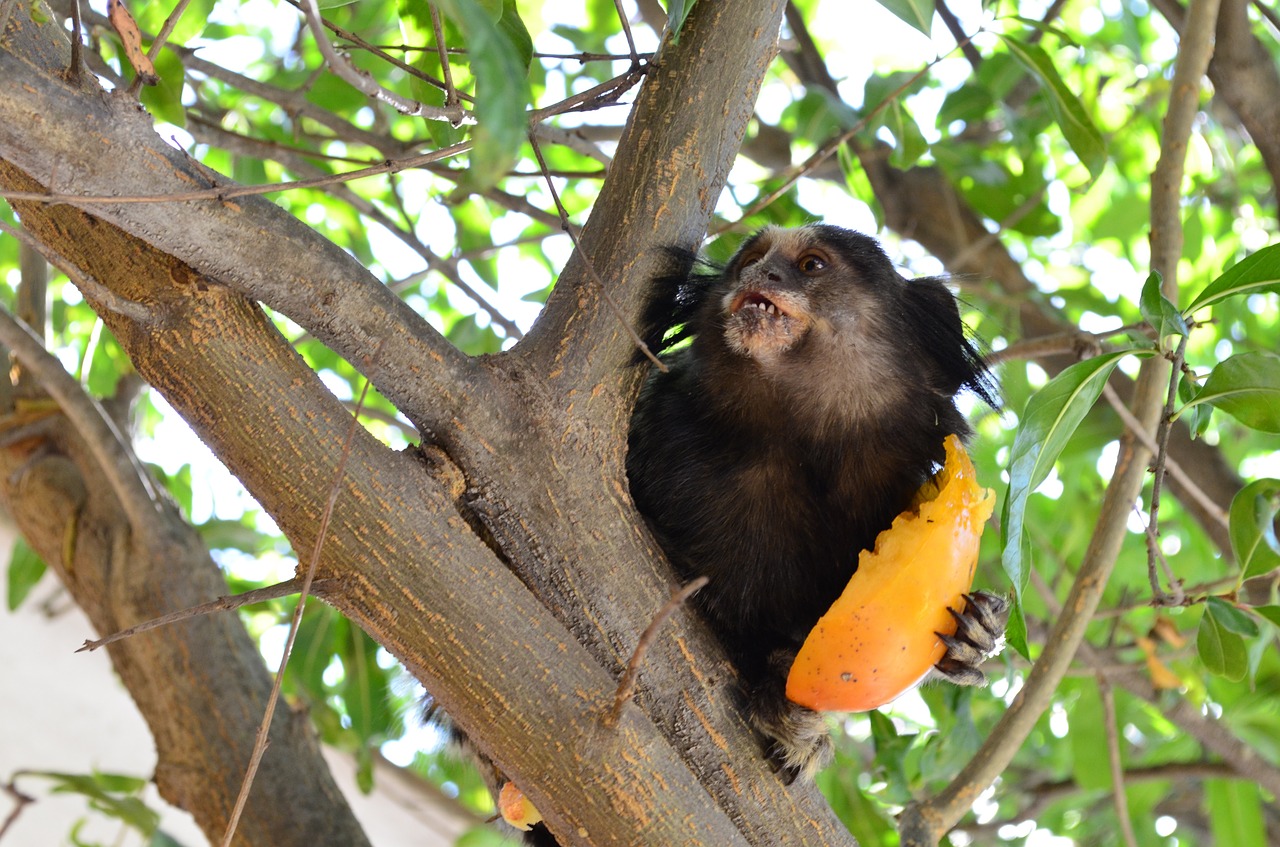 marmoset monkey food free photo