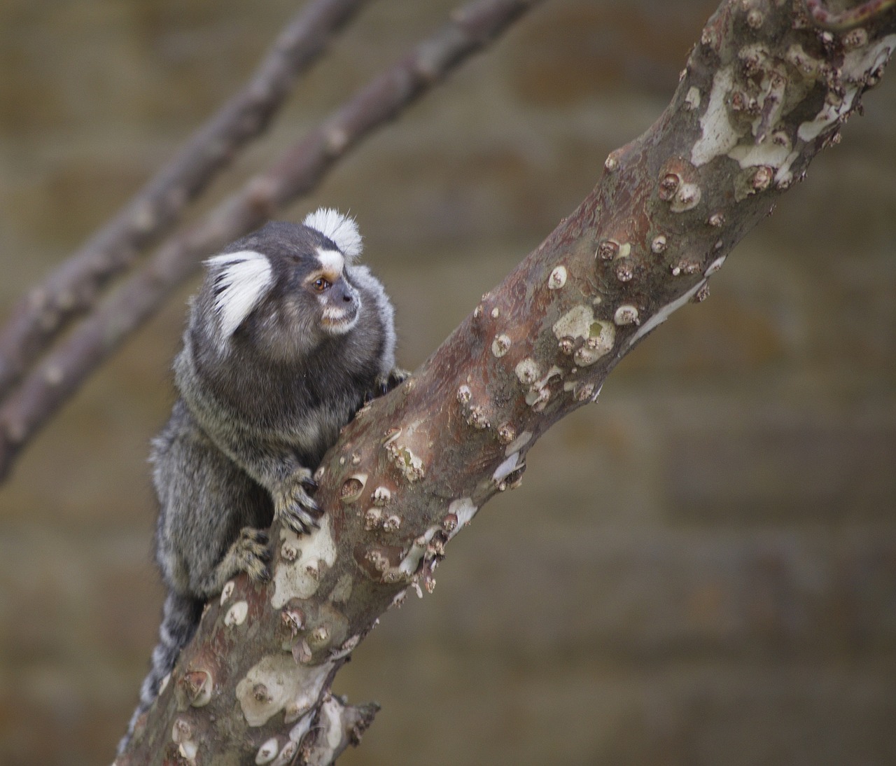 marmoset monkey primate portrait free photo