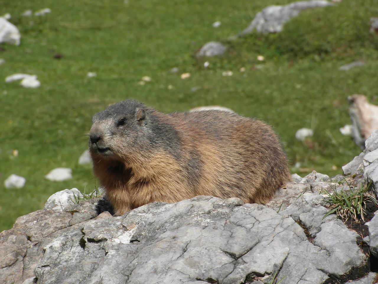 marmot alpine rodent free photo