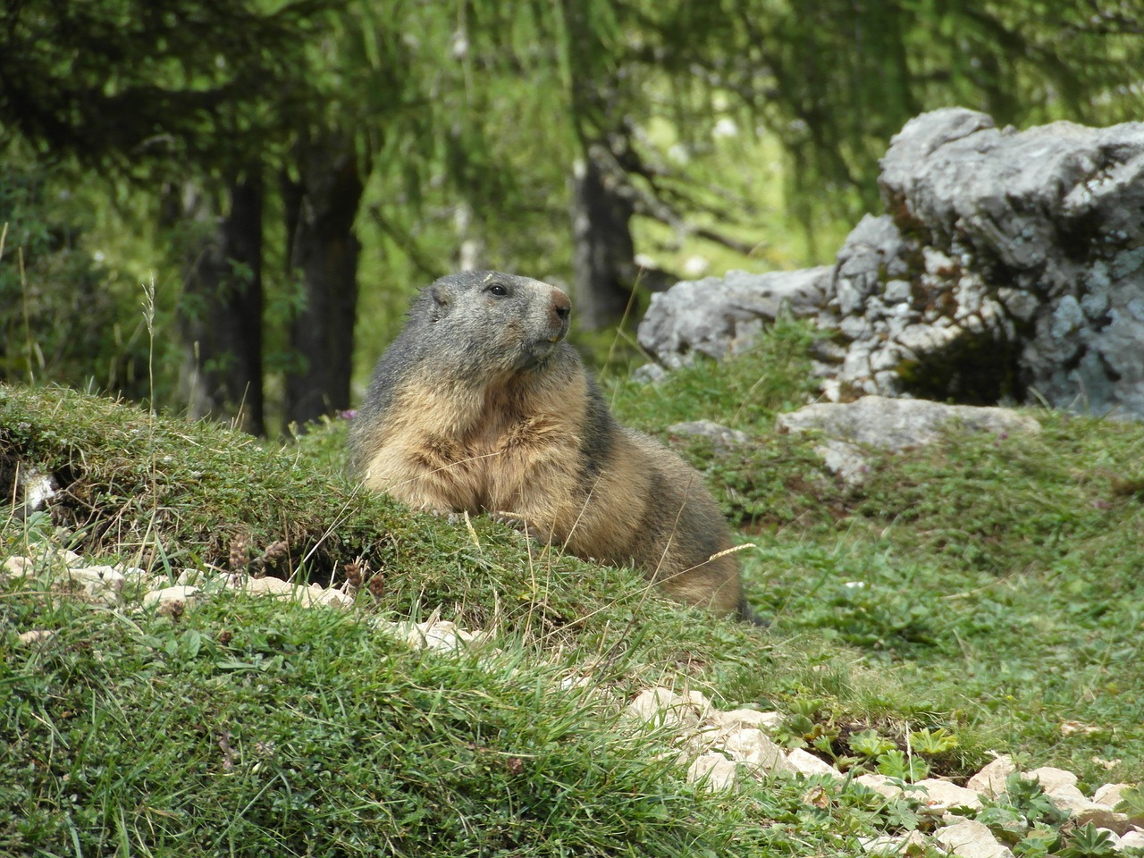 marmot alpine mountains free photo