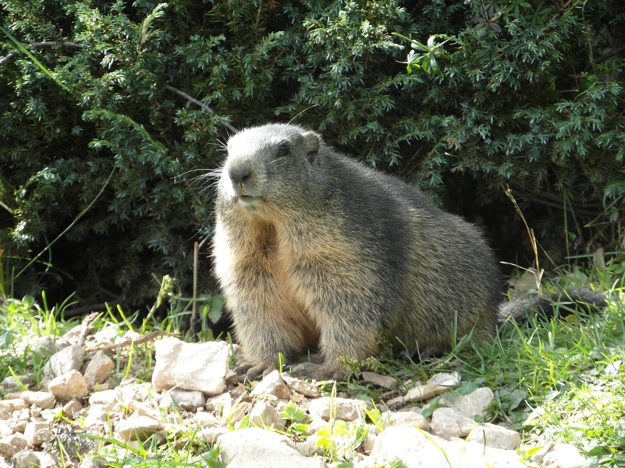 marmot alpine alpine marmot free photo