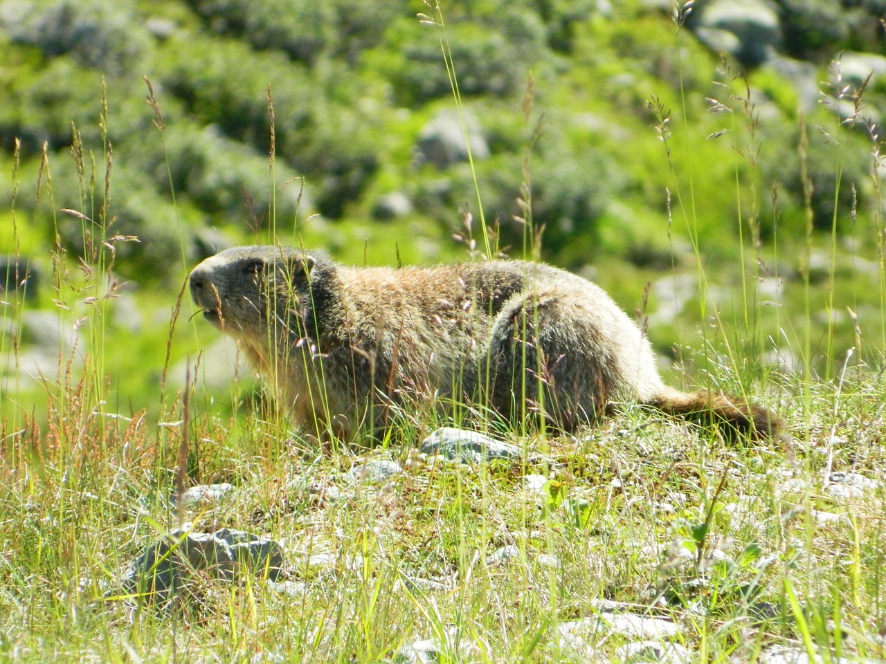 Marmot,grass,animal,mountains,free pictures - free image from needpix.com