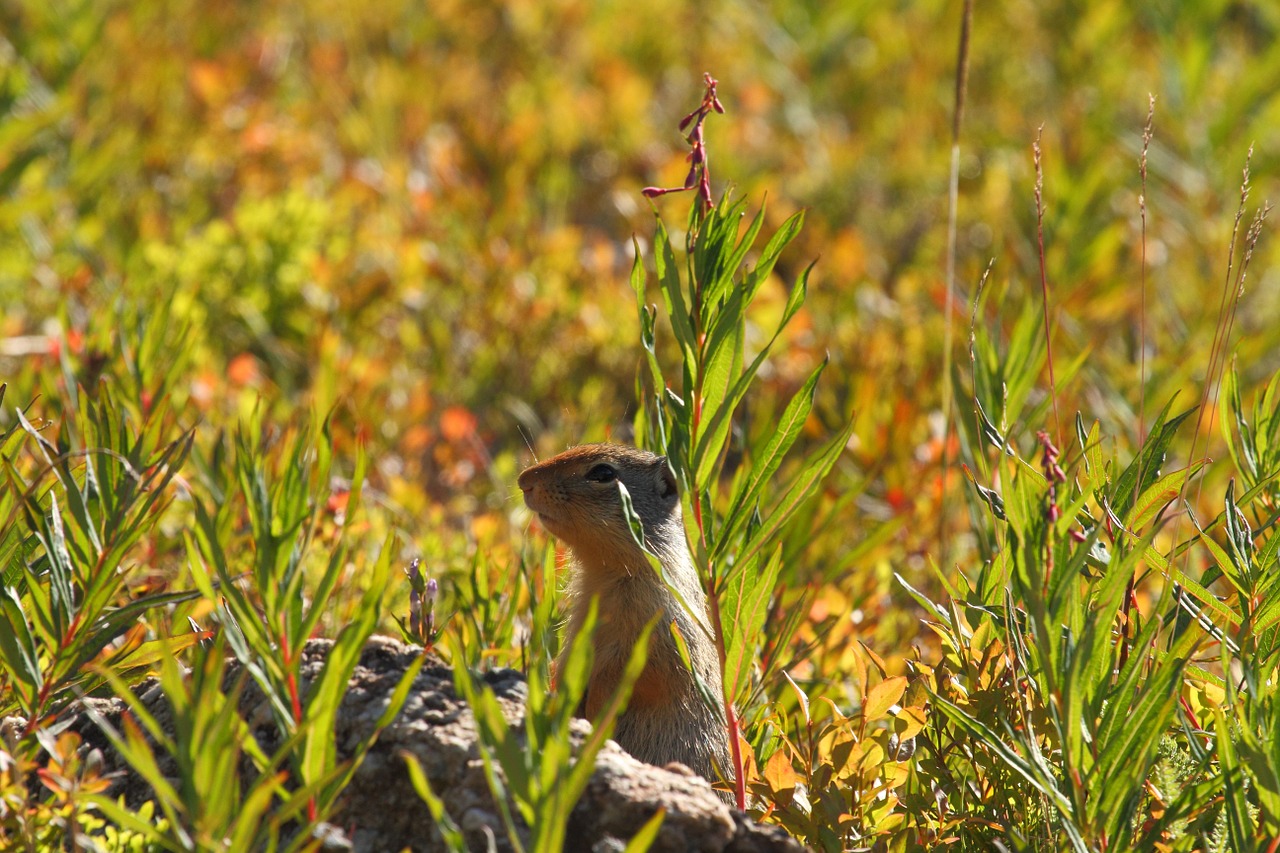 marmot mountains nature free photo