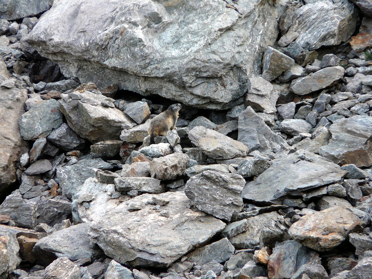 marmot animals rocks free photo