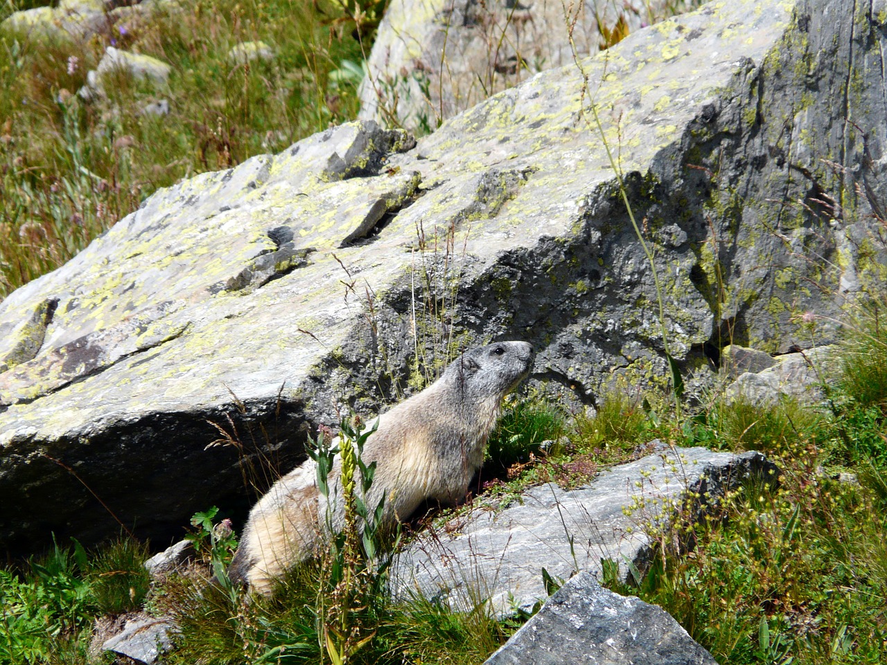 marmot rocks rodents free photo