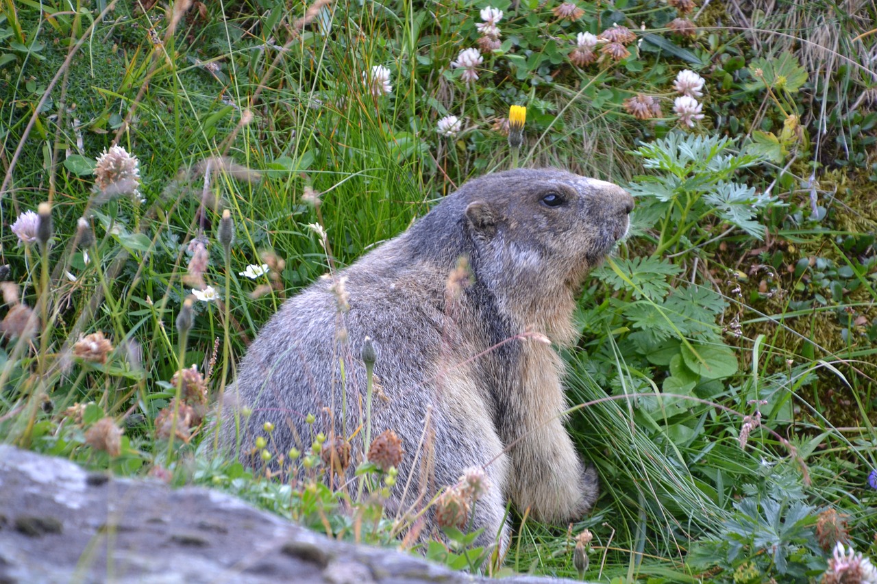 marmot grossglockner carinthia free photo