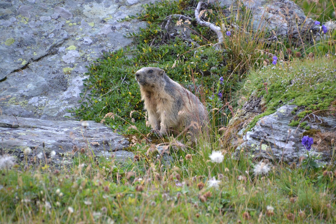 marmot alpine grossglockner free photo