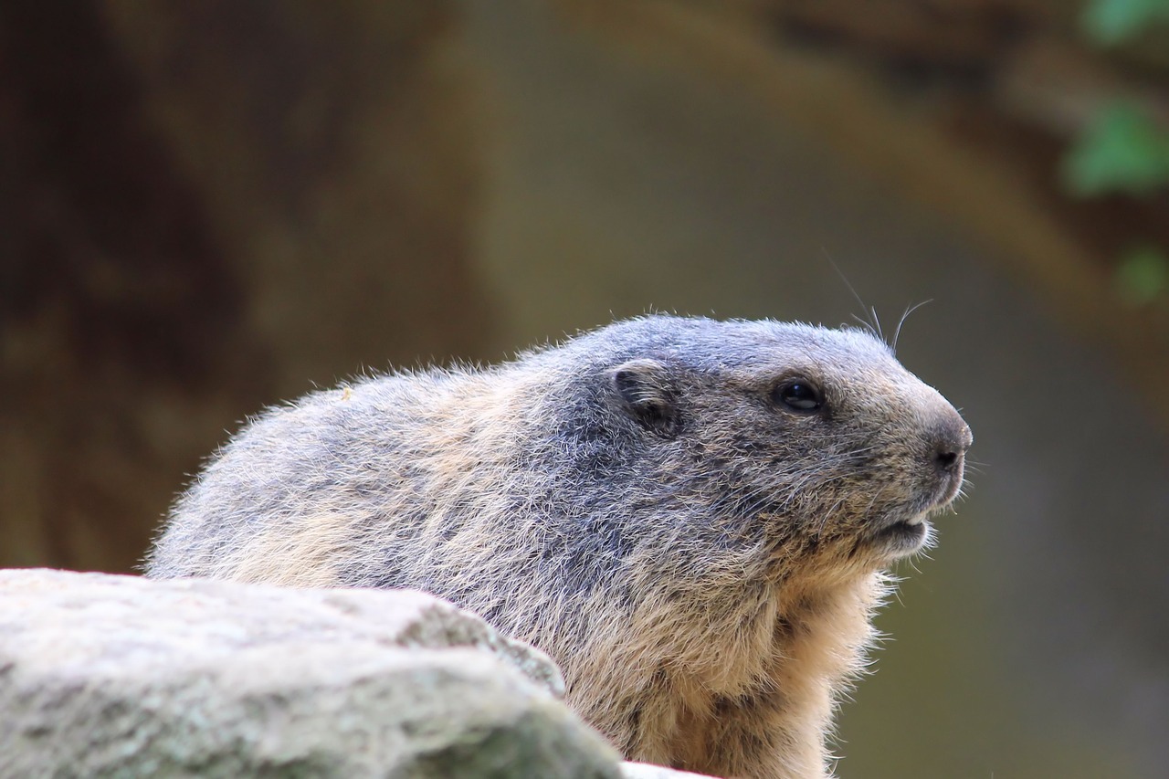 marmot rodent zoo free photo