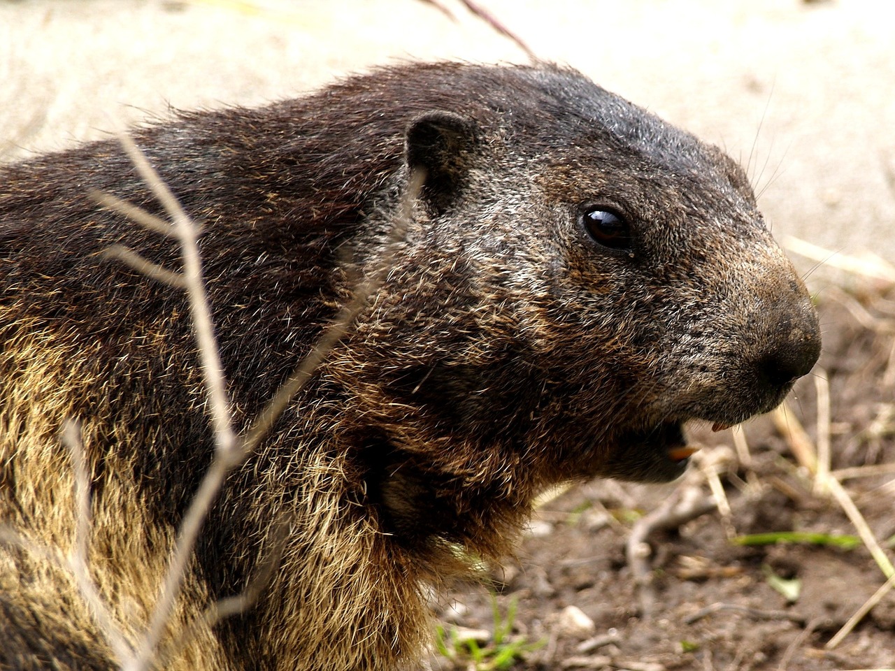 marmot rodent close free photo