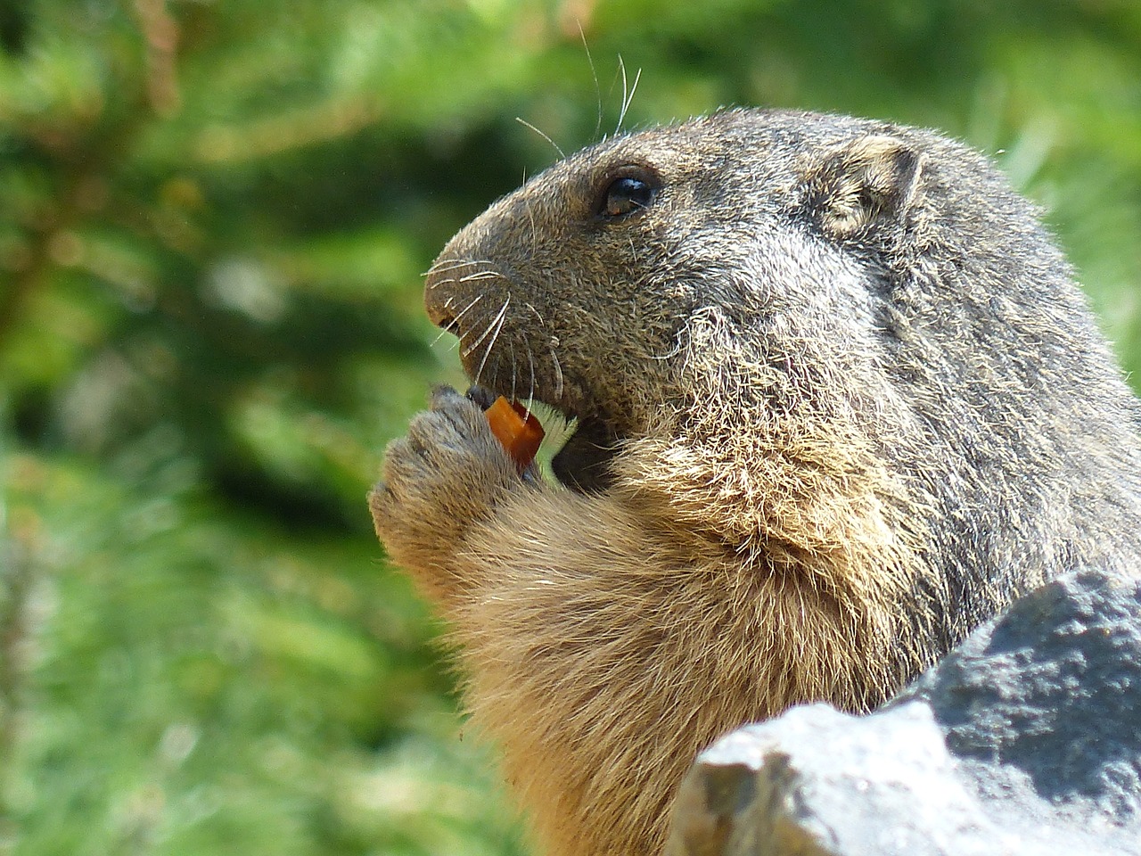 marmot wildlife animal free photo