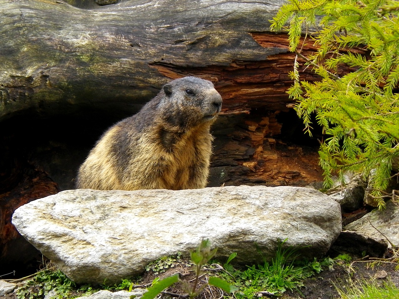 marmot rodent alpine free photo