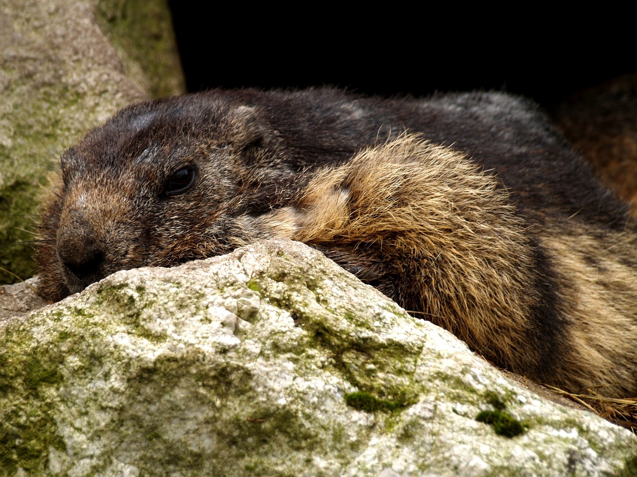 marmot rodent close free photo