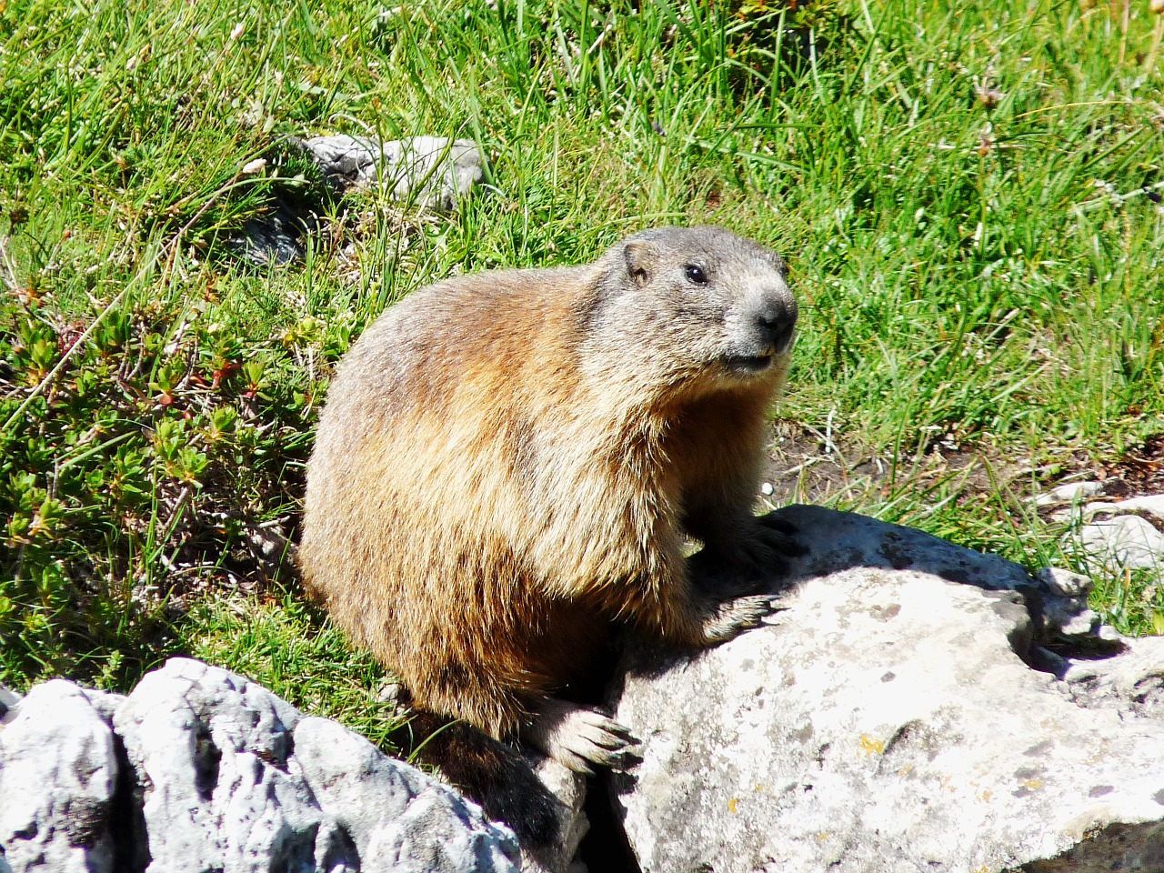 marmot dachstein mountain meadow free photo