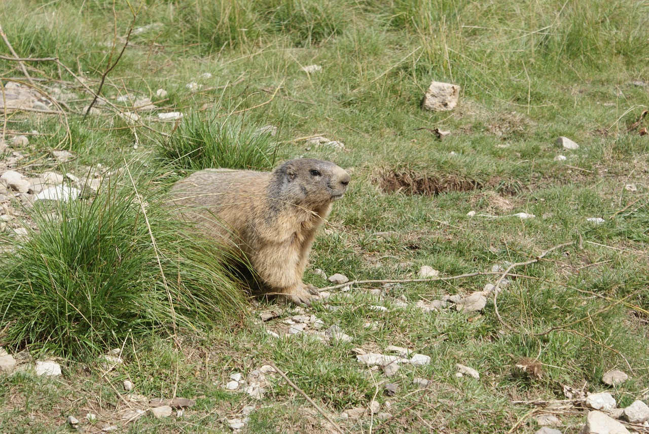 marmot fauna nature free photo