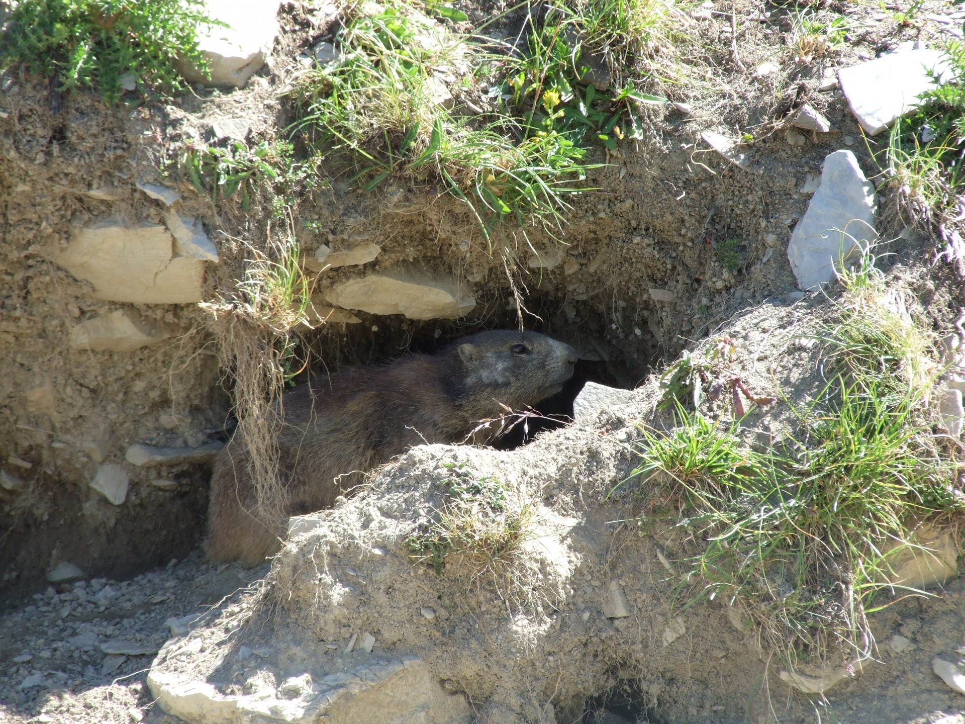 marmot rodent hole free photo