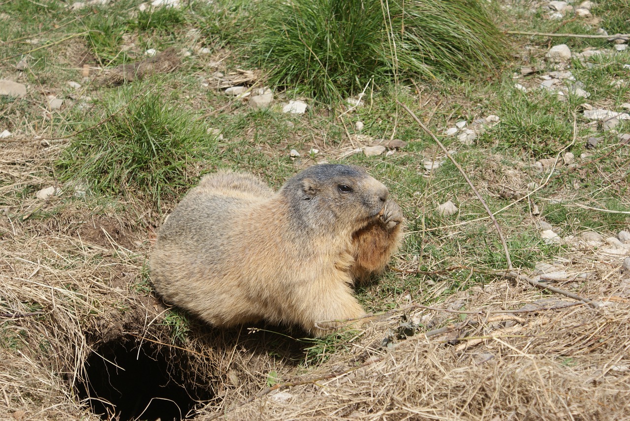 marmot fur fauna free photo