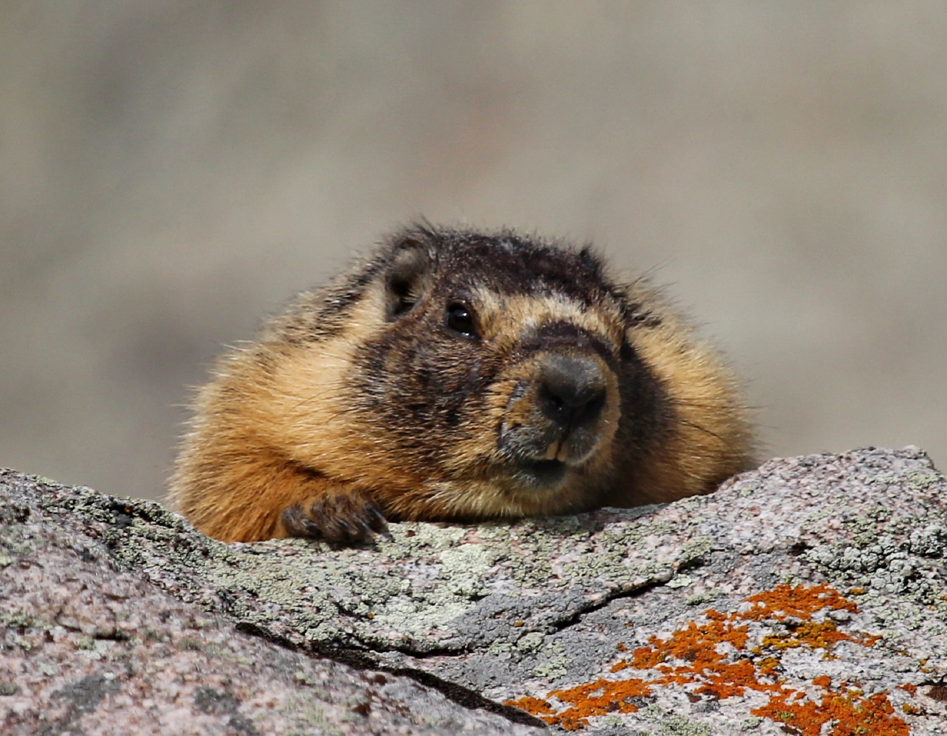 marmot yellow bellied free photo