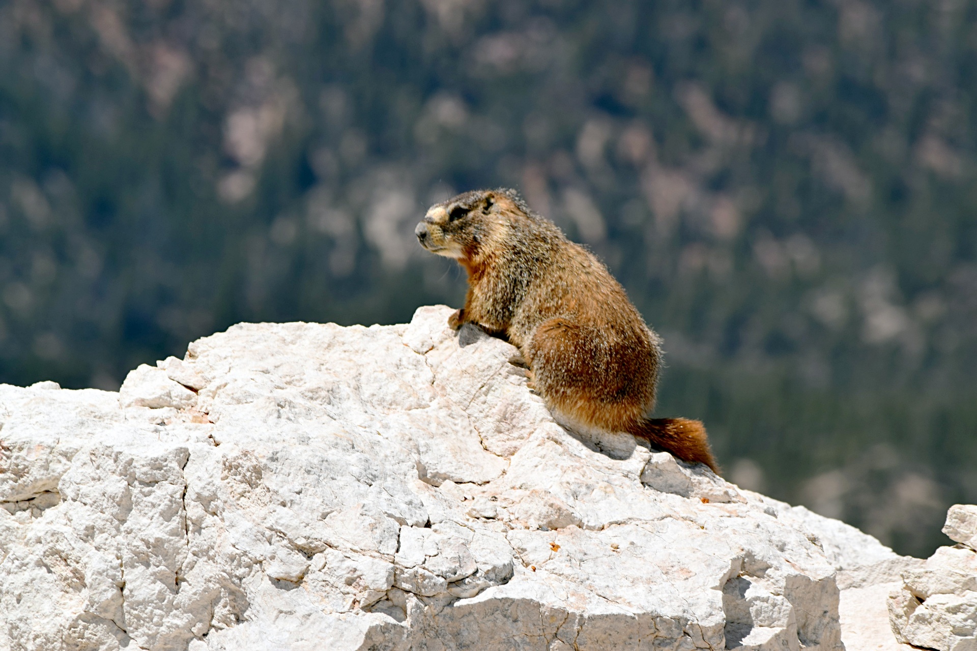 marmot yellow bellied rodent free photo
