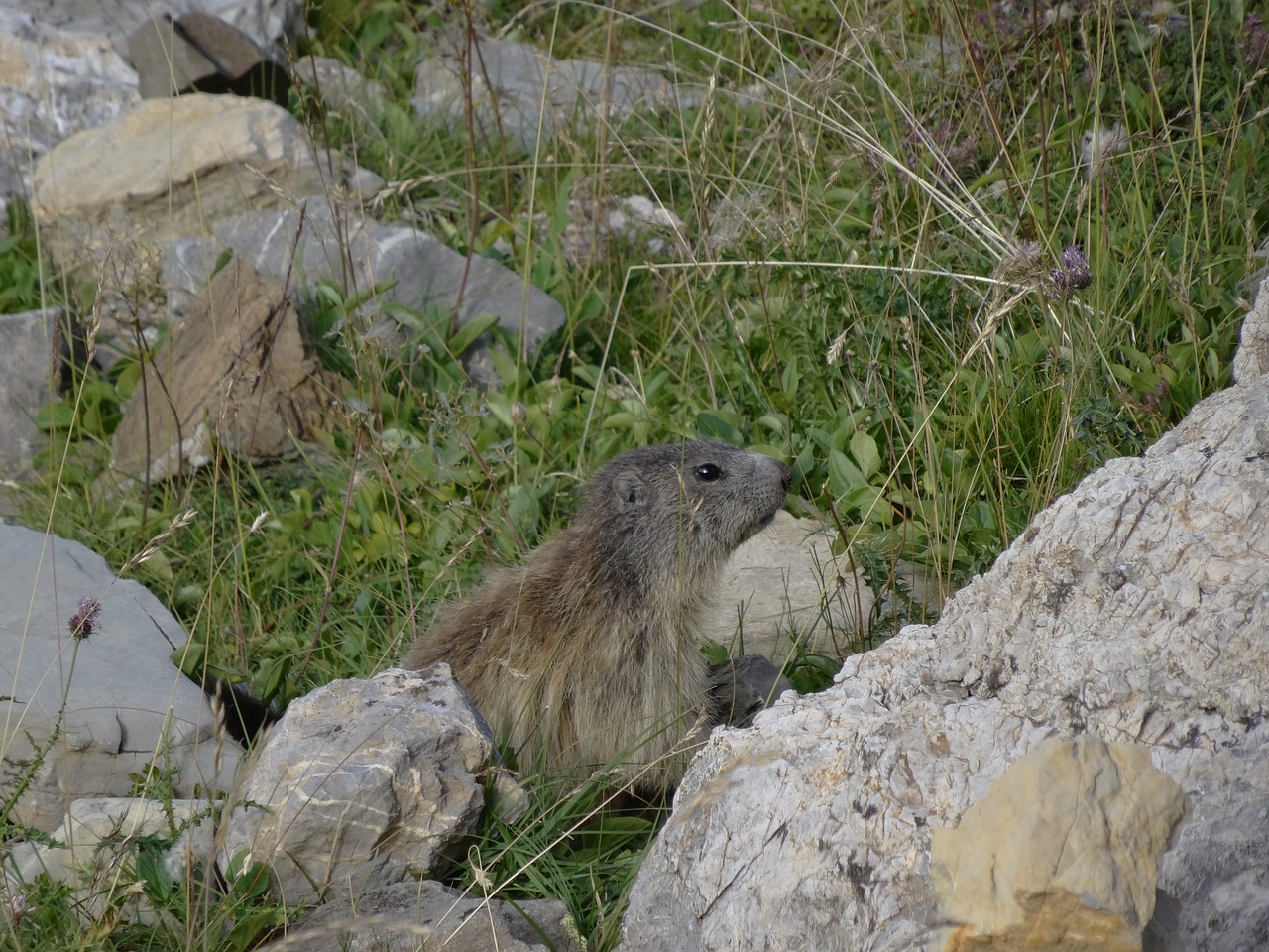 marmot mountain wildlife alps free photo