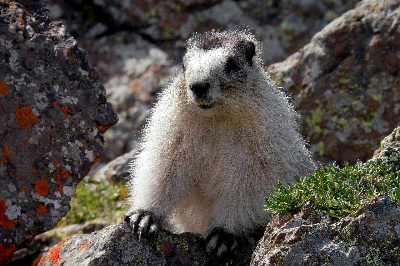 marmot brower's marmot alaska free photo