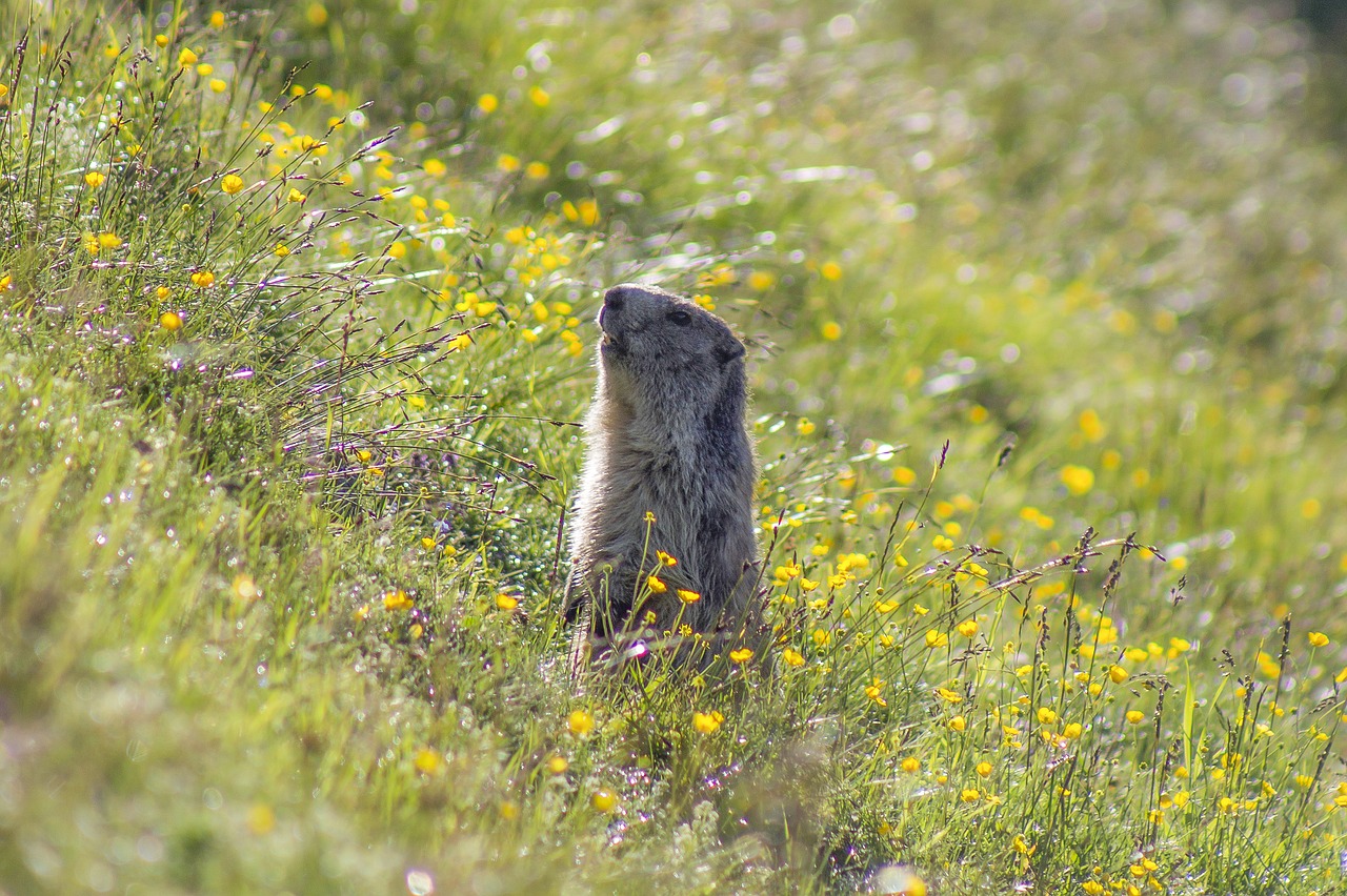 marmot animal meadow free photo