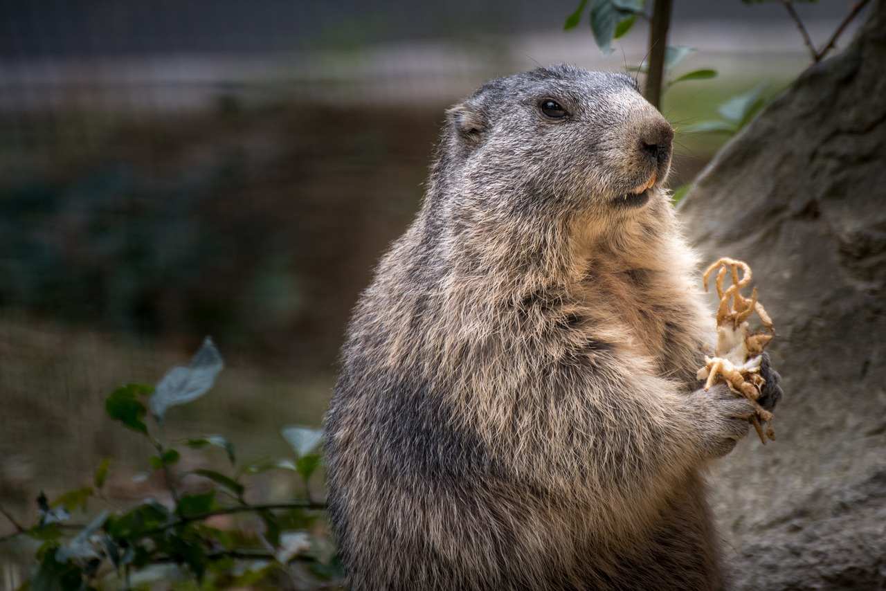 marmot bavaria summer free photo