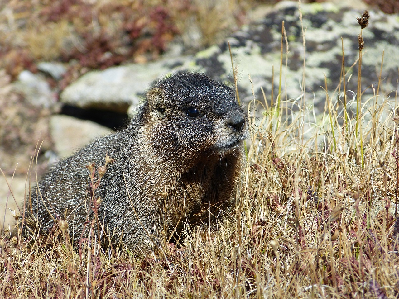 marmot rocky mountain mammal free photo