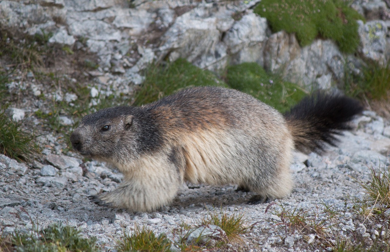 marmot alpine furry free photo