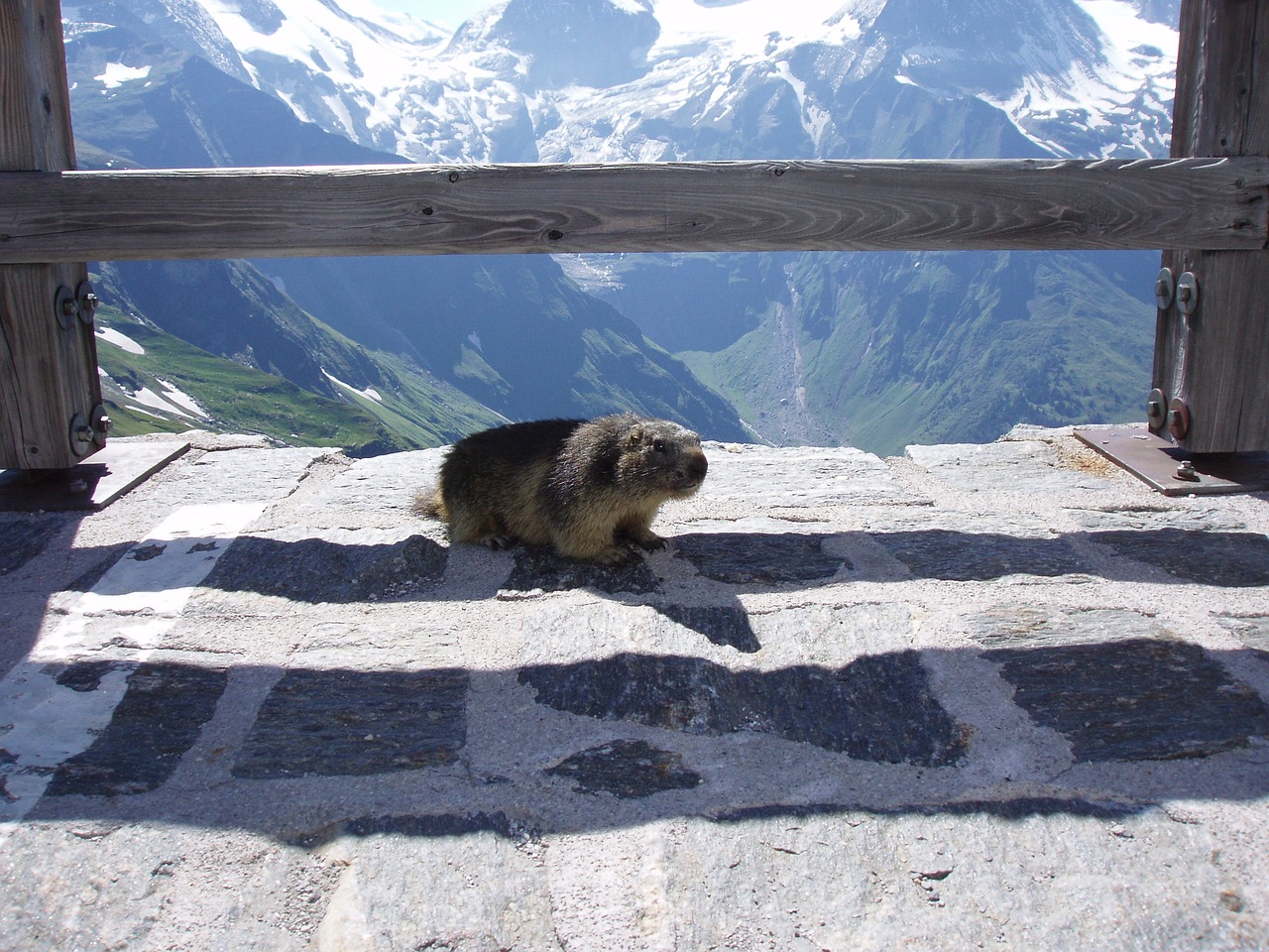 marmot marmot on grossglockner am großglockner marmot free photo