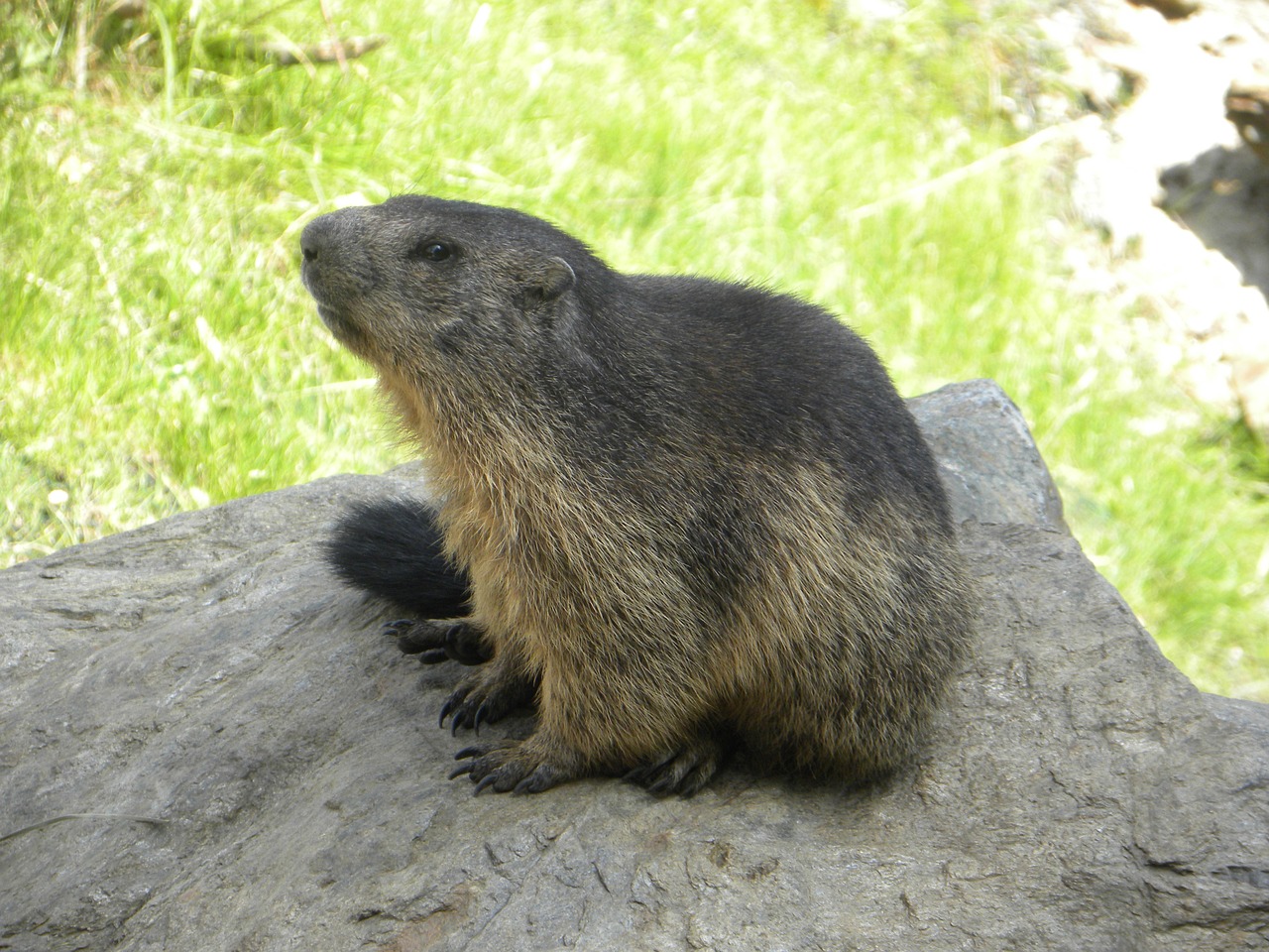 marmot mountain green free photo